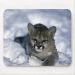 Cougar-small cub on snow mousepads