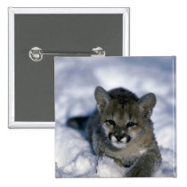 Cougar-small cub on snow buttons