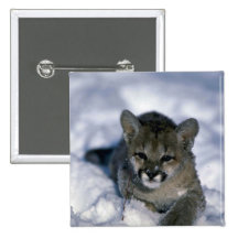 Cougar-small cub on snow pin