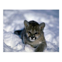 Cougar-small cub on snow postcard
