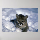 Cougar-small cub on snow print