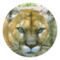 Cougar Round Stickers
