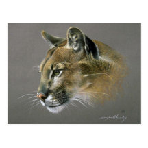 Cougar study post card