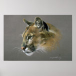 Cougar study print