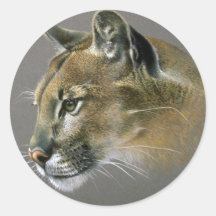 Cougar study round sticker
