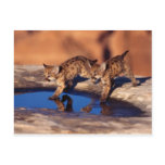 cougar twin cubs post card