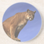 cougar, mountain lion, puma, cat, big, wildlife,