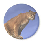 cougar, mountain lion, puma, cat, big, wildlife,