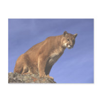 Cougar Watch Post Cards