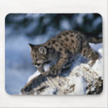 Cougar-young cub in a snowy tree mouse pads