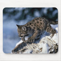 Cougar-young cub in a snowy tree mouse pads