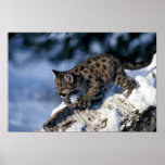 Cougar-young cub in a snowy tree print