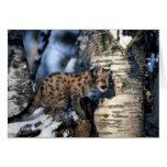 Cougar-young cub in snowy tree card