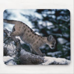 Cougar-young cub in snowy tree mousepads
