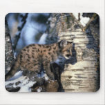 Cougar-young cub in snowy tree mousepads