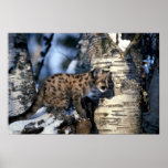 Cougar-young cub in snowy tree print