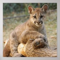 cougarCub4-10x10 Posters