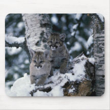 Cougars-young cubs in snowy tree mousepad
