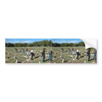 Counting Laysan Albatross Nests Bumper Stickers