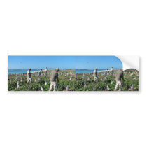 Counting Laysan Albatross Nests Bumper Sticker
