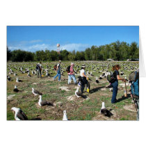 Counting Laysan Albatross Nests Cards
