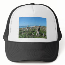 Counting Laysan Albatross Nests hats by animalpark Counting Laysan Albatross Nests hats