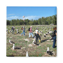 Counting Laysan Albatross Nests Fridge Magnets