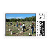 Counting Laysan Albatross Nests Postage Stamp