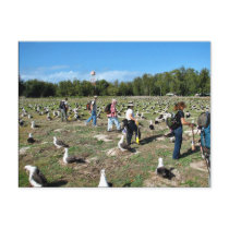 Counting Laysan Albatross Nests Post Cards
