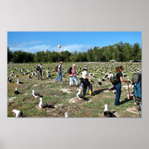 Counting Laysan Albatross Nests Poster