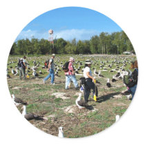 Counting Laysan Albatross Nests Round Sticker