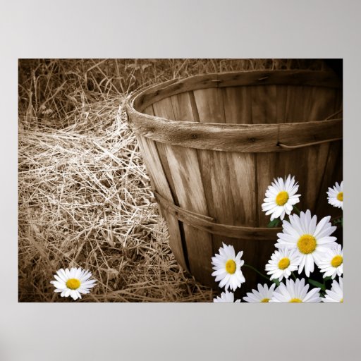 Country Daisies Poster