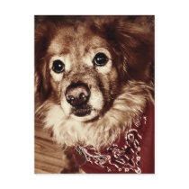 Country Dog Wearing a Bandanna Postcard