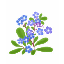 Country Forget Me Nots t-shirts
