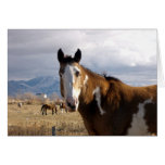 Country Horse cards