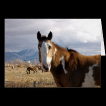 Country Horse cards