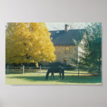 Country Horse - print