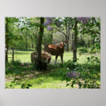 Country Life posters