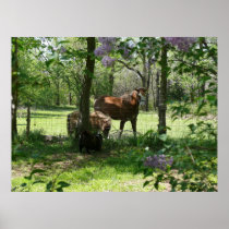 Country Life Posters