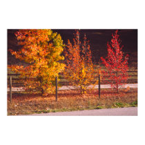 Country Road, San Luis Obispo County, California posters