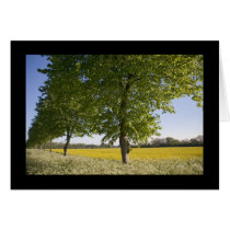 Country trees cards by nightsky Country trees cards