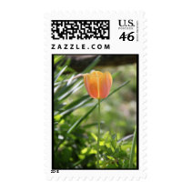 Country Tulip Stamps