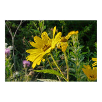 Country Wildflowers posters