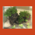 live, plants, still, life, nature, planters, old,