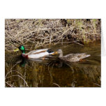 Couple of Mallards Card cards