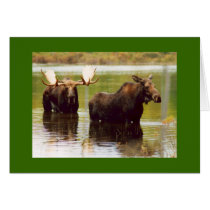Courting Moose Greeting Card