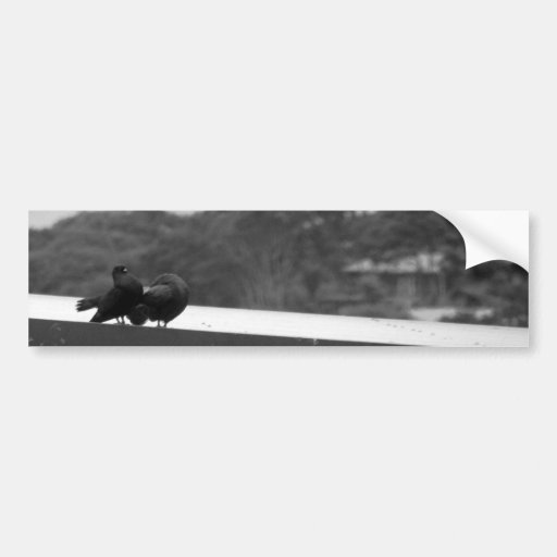 Courting Pigeons Bumper Stickers
