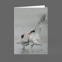 Courting Royal Terns Note Card