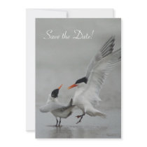 Courting Royal Terns, Save the Date! invitations by wildlifehotspots Courting Royal Terns, Save the Date! invitations