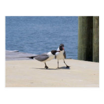 Courting Seagulls postcards